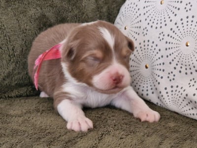 Les chiots de Berger Australien