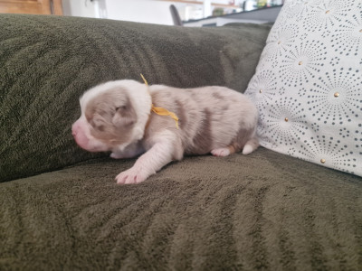 Les chiots de Berger Australien