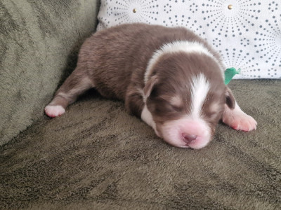 Les chiots de Berger Australien