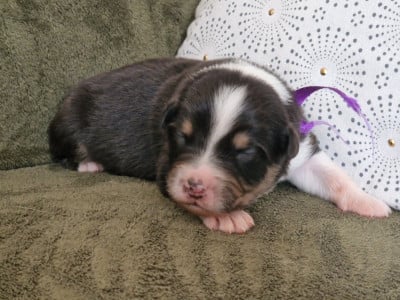 Les chiots de Berger Australien