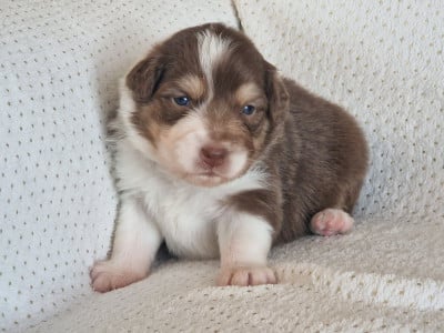 Les chiots de Berger Australien