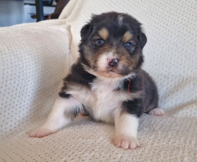 Les chiots de Berger Australien