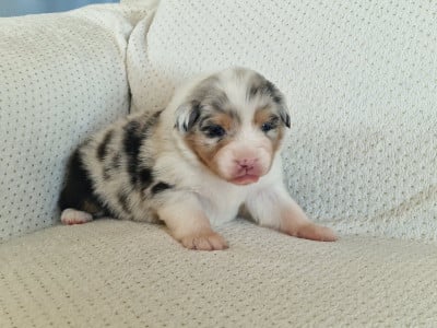 Les chiots de Berger Australien