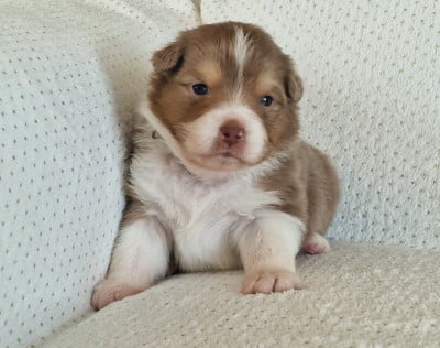 Les chiots de Berger Australien