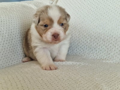Les chiots de Berger Australien