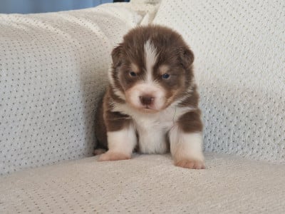 Les chiots de Berger Australien