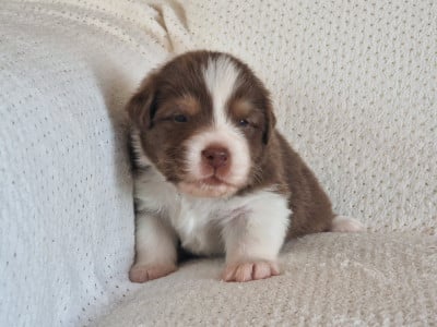 Les chiots de Berger Australien