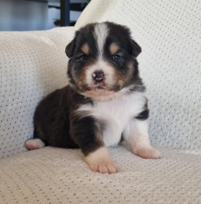 Les chiots de Berger Australien