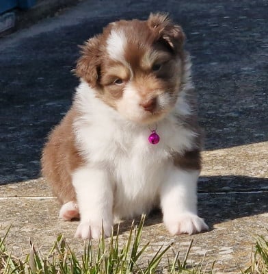 Les chiots de Berger Australien