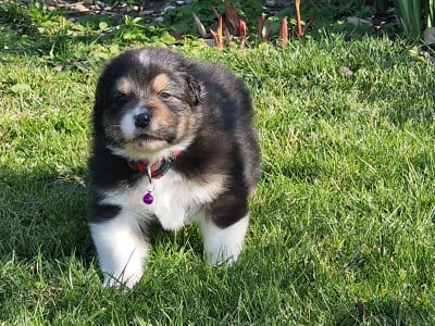 Les chiots de Berger Australien
