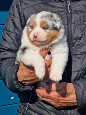 Les chiots de Berger Australien