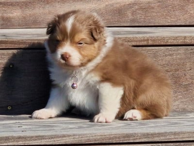 Les chiots de Berger Australien