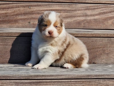 Les chiots de Berger Australien