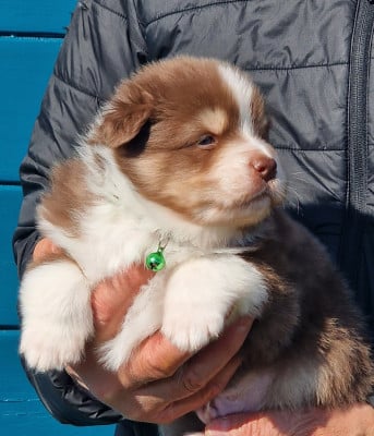 Les chiots de Berger Australien