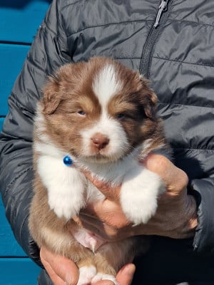 Les chiots de Berger Australien