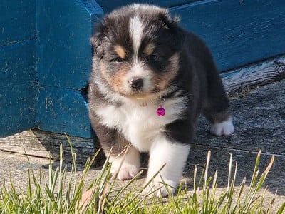 Les chiots de Berger Australien