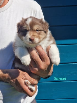 Les chiots de Berger Australien