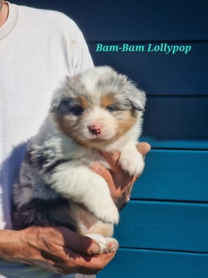 Les chiots de Berger Australien