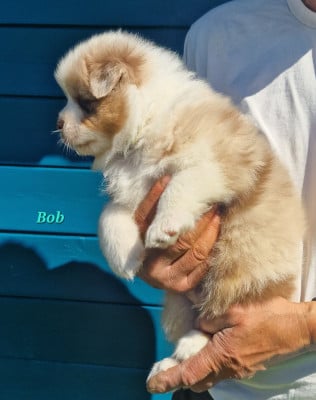 Les chiots de Berger Australien