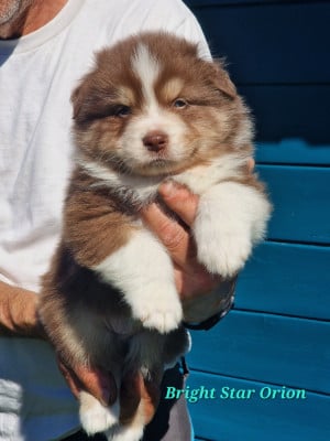 Les chiots de Berger Australien
