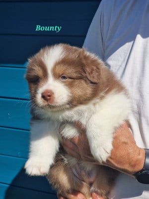 Les chiots de Berger Australien