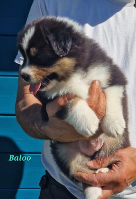 Les chiots de Berger Australien