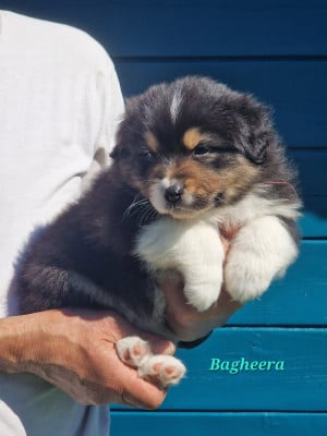 Les chiots de Berger Australien
