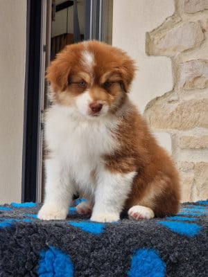 Les chiots de Berger Australien