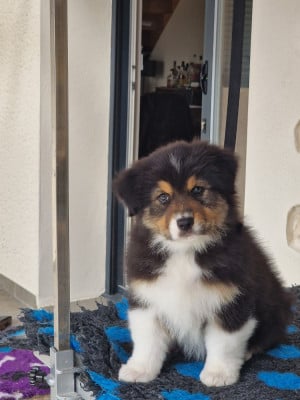 Les chiots de Berger Australien