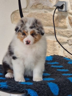 Les chiots de Berger Australien