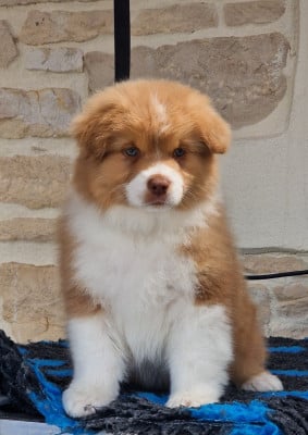 Les chiots de Berger Australien