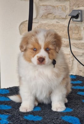 Les chiots de Berger Australien
