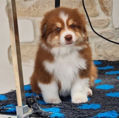 Les chiots de Berger Australien