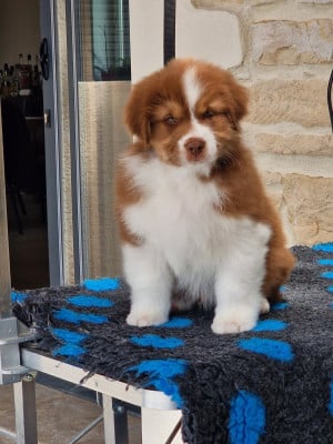 Les chiots de Berger Australien