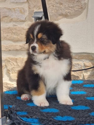 Les chiots de Berger Australien