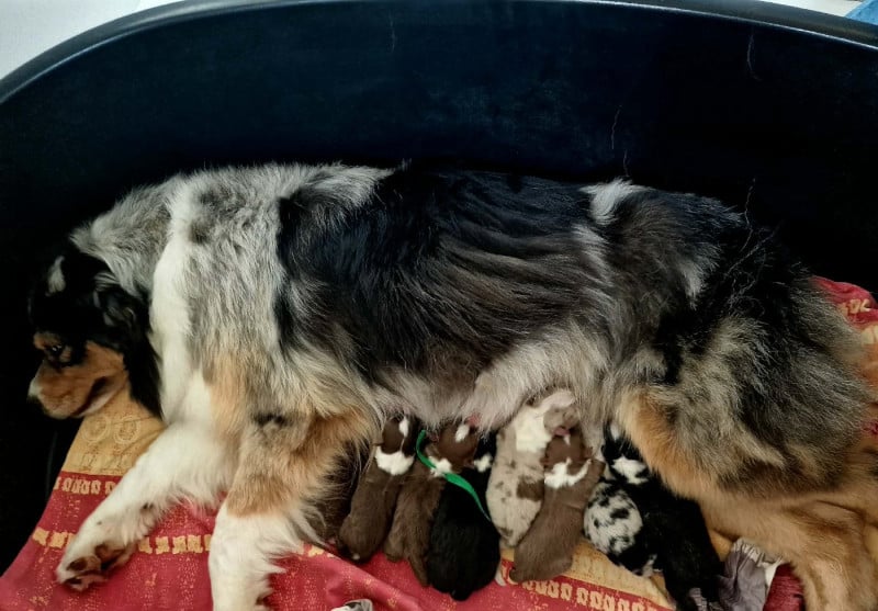 Berger Australien - du Bois de Chantalouette