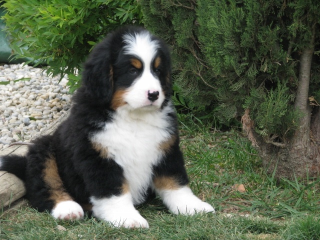 Chiot Elevage Du Bois De Chantalouette Eleveur De Chiens Bouvier Bernois Chiot Elevage Du Bois De Chantalouette Eleveur De Chiens Bouvier Bernois