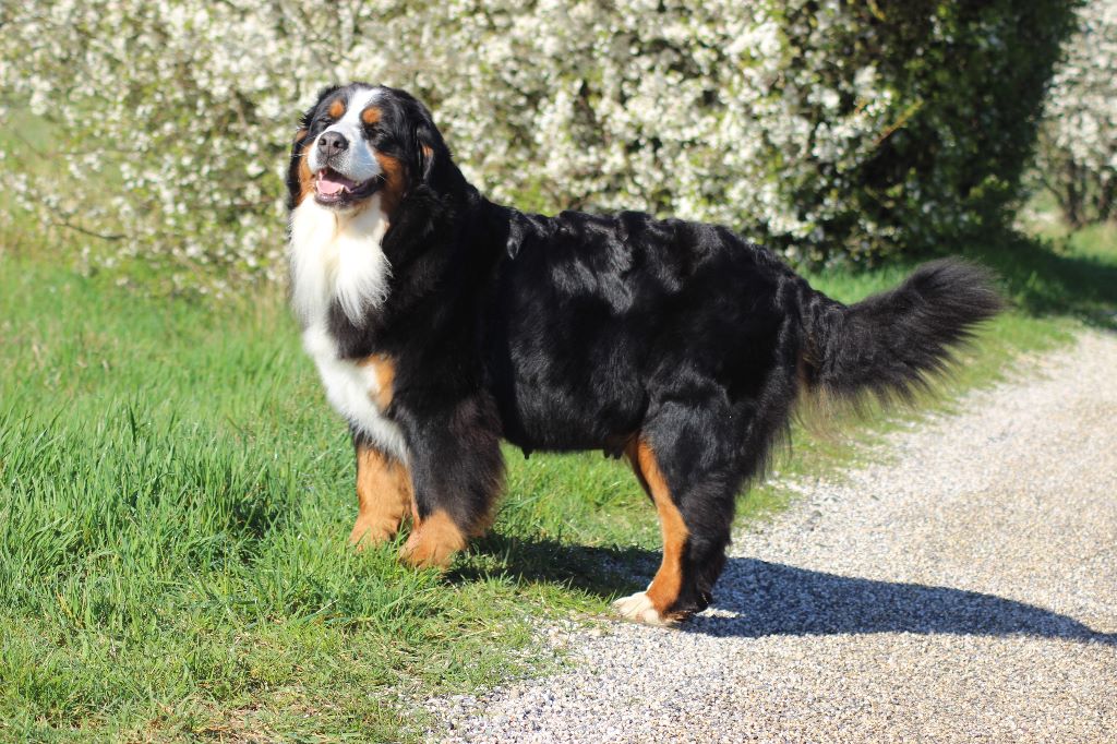 Accueil Elevage du Bois de Chantalouette eleveur de chiens Bouvier