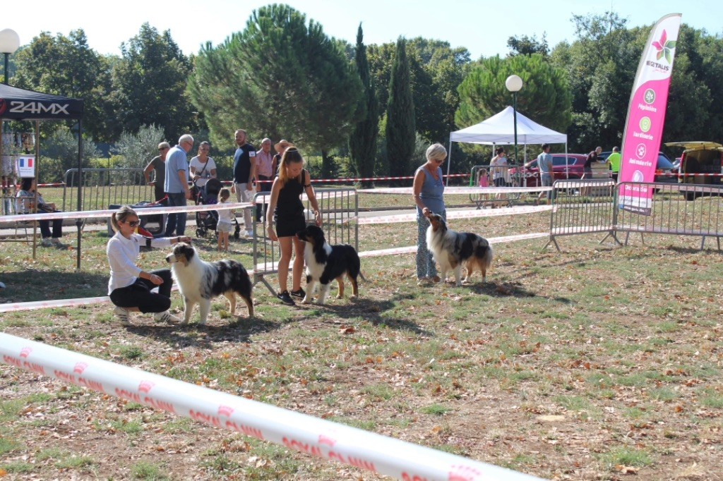 Newtton du Bois de Chantalouette - 2ieme TB