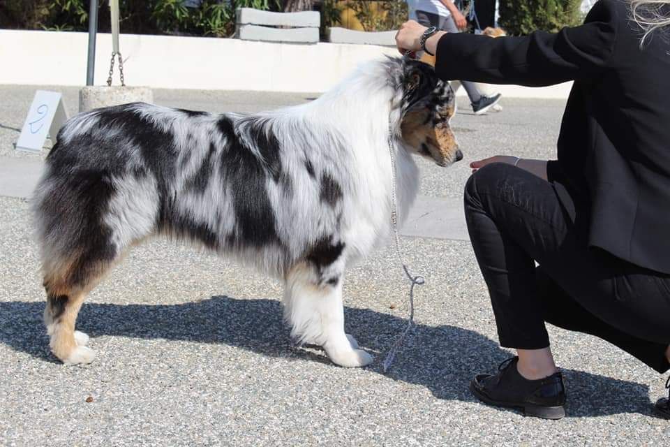 Newtton du Bois de Chantalouette - 1er excellent en classe Intermédiaire