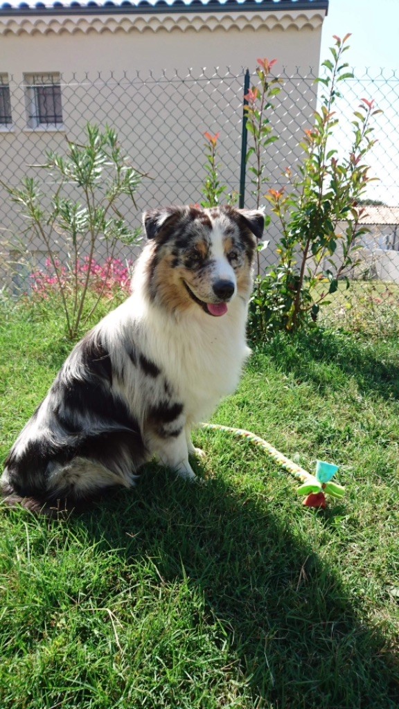 Newtton du Bois de Chantalouette - 4ieme excellent en Jeune