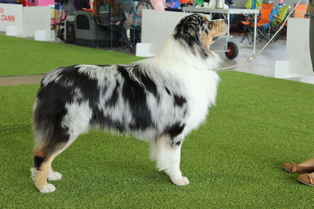 Newtton du Bois de Chantalouette - 1 er Excellent en Intermédiaire