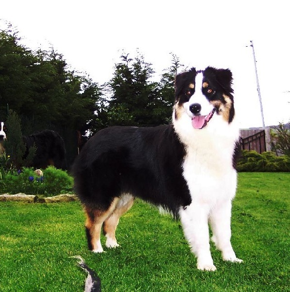 Coconut chérie du Bois de Chantalouette - 2 ième excellent