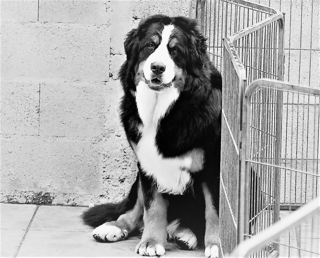 Mila du Bois de Chantalouette - Meilleur Jeune de Race - 1ère Excellent