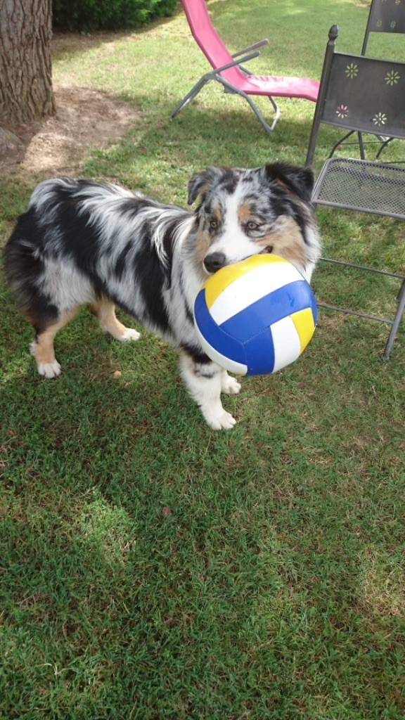 Newtton du Bois de Chantalouette - 3ieme excellent en Jeune