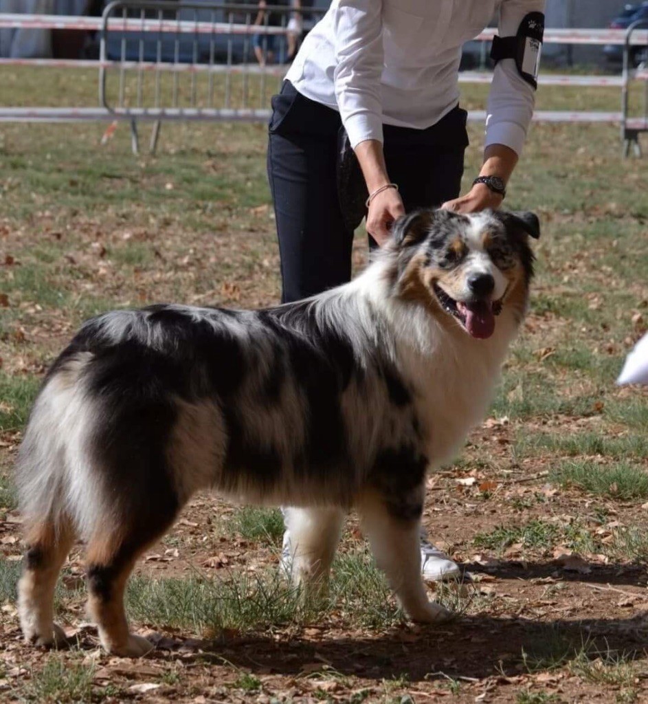 Newtton du Bois de Chantalouette - Meilleur Jeune - 1er excellent