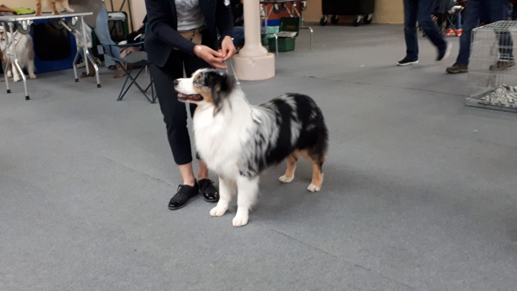 Newtton du Bois de Chantalouette - Excellent NC en Jeune