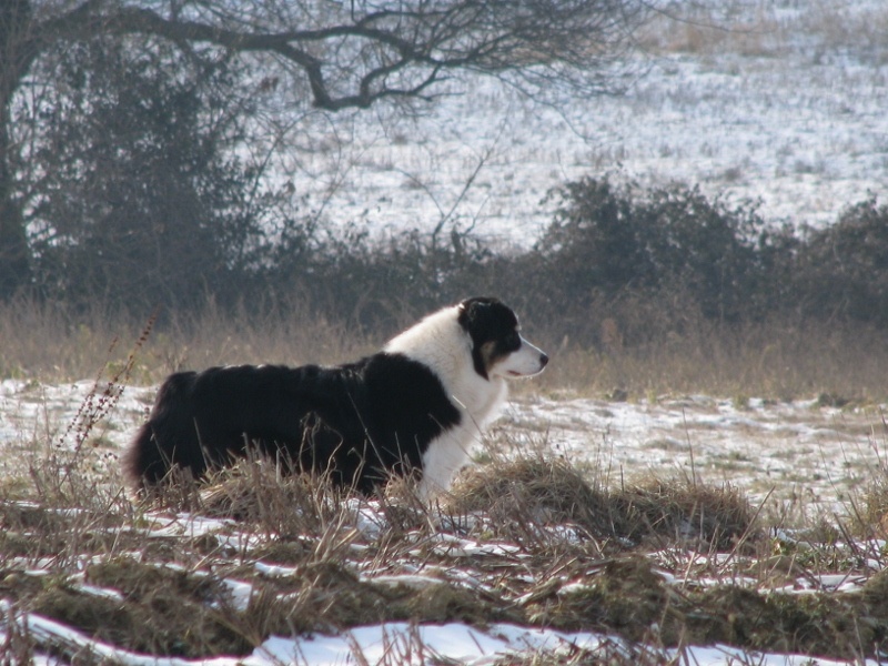 Coconut chérie du Bois de Chantalouette - 3ième Excellent