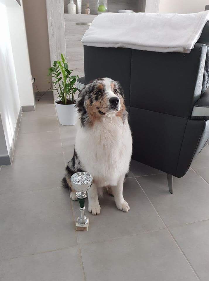 Newtton du Bois de Chantalouette - 2ieme Très prometteur