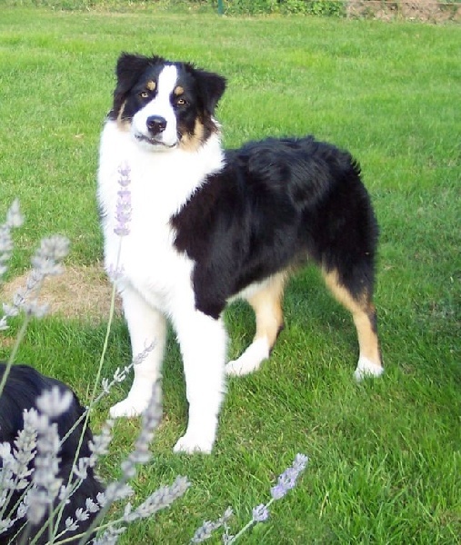 Coconut chérie du Bois de Chantalouette - 1 er TP